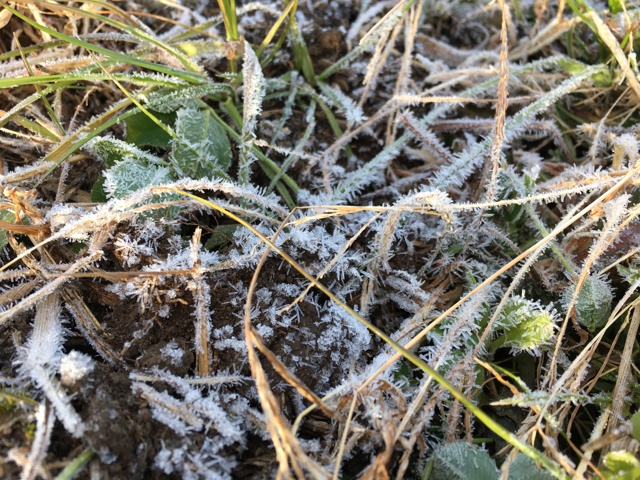 草に霜