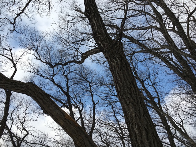 木々の隙間から青空